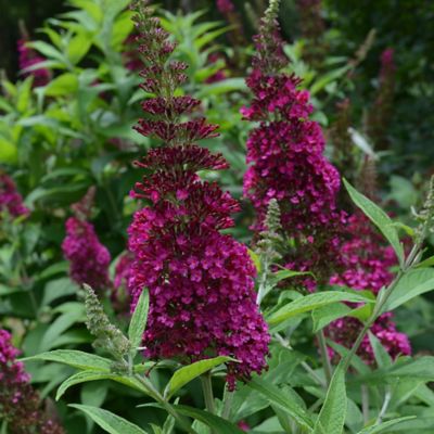 Image showing  3 gal. Potted Funky Fuchsia Buddleia Shrub
