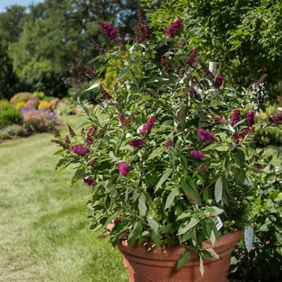Image showing  3 gal. Potted Funky Fuchsia Buddleia Shrub