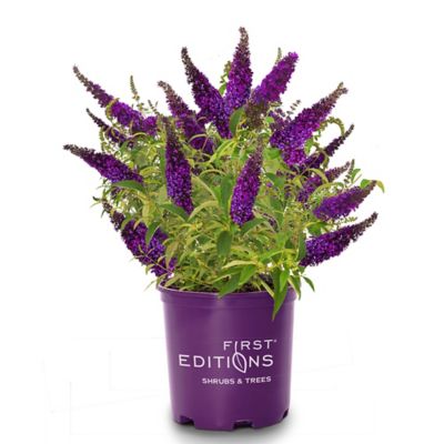 First Editions 2 gal. Groovy Grape Buddleia Shrub