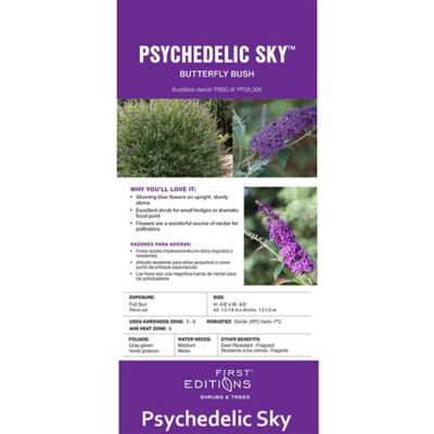 Image showing  2 gal. Potted Psychedelic Sky Buddleia Shrub
