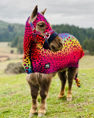 Star Point Horsemanship Rainbow Cheetah Pattern Miniature Horse Lycra Body Suit