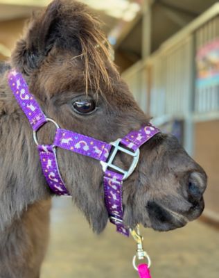 Star Point Horsemanship Unicorn Pattern Miniature Pony Horse Halter