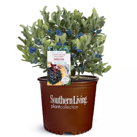 Southern Living 2 Gal Hello Darlin Blueberry Bush Fruit Trees & Plants