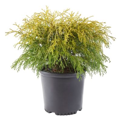 2.25 gal. Potted Gold Mop Cypress Shrub Bush