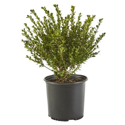 2.25 gal. Potted Holly Compacta Shrub