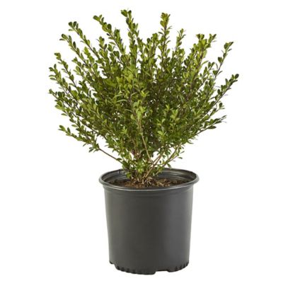 2.25 gal. Holly Compacta Shrub Plant