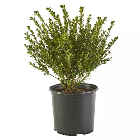 2.25 gallons Shrub plant Holly Compacta Bushes