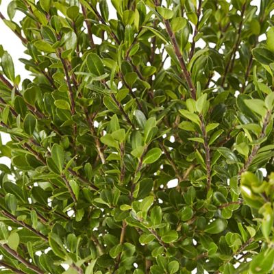 Image showing 2.25 gal. Potted Holly Compacta Shrub