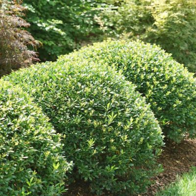 Image showing 2.25 gal. Potted Holly Compacta Shrub