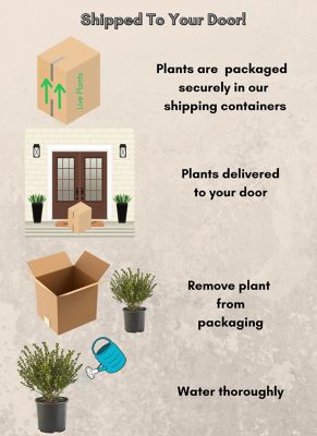 Image showing 2.25 gal. Potted Holly Compacta Shrub