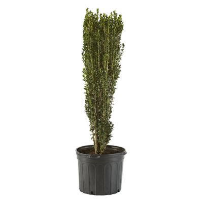 2.25 gal. Potted Holly Sky Pencil Shrub