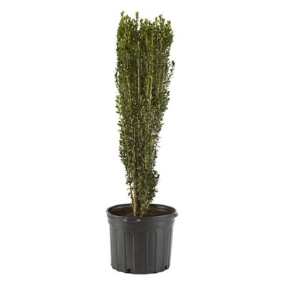 2.25 gal. Holly Sky Pencil Shrub Plant