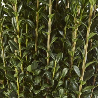 Image showing 2.25 gal. Potted Holly Sky Pencil Shrub