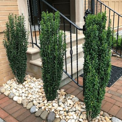 Image showing 2.25 gal. Potted Holly Sky Pencil Shrub