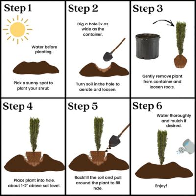 Image showing 5 th 2.25 gal. Potted Holly Sky Pencil Shrub