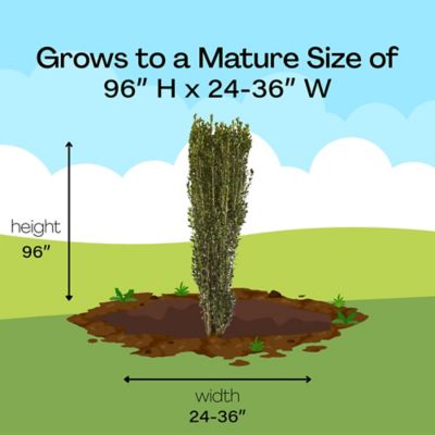 Image showing 6 th 2.25 gal. Potted Holly Sky Pencil Shrub