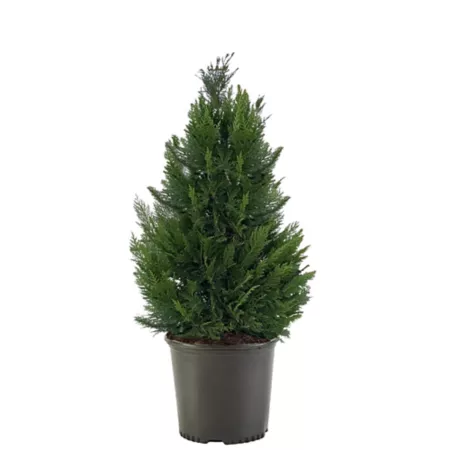 2.25 gallons Leyland Cypress Shrub Plant in Pot Bushes