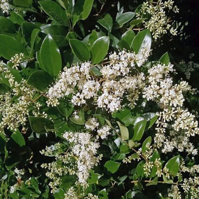 Image showing 2 th 2.25 gal. Potted Ligustrum Recurvifolium Shrub