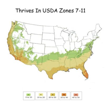 Image showing 4 th 2.25 gal. Potted Ligustrum Recurvifolium Shrub