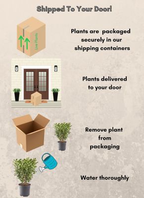 Image showing 5 th 2.25 gal. Potted Ligustrum Recurvifolium Shrub