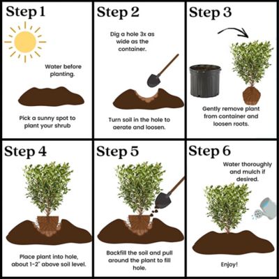 Image showing 6 th 2.25 gal. Potted Ligustrum Recurvifolium Shrub