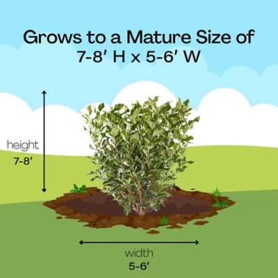 Image showing 7 th 2.25 gal. Potted Ligustrum Recurvifolium Shrub