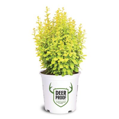 Proven Winners 2 gal. Potted Gold Pillar Barberry Shrub