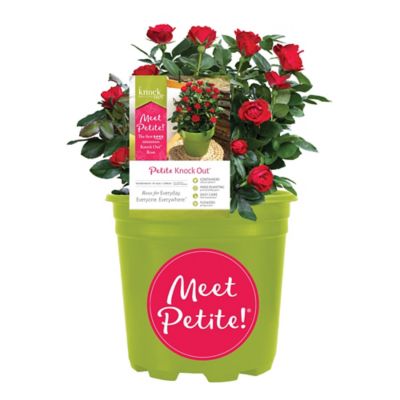 Knockout 6 qt. Rose Petite Shrub