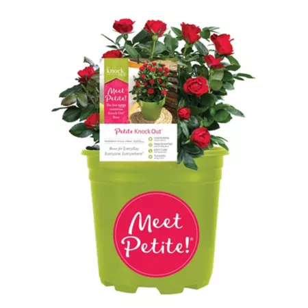 KO 6 pints Small Shrub Rose Bushes