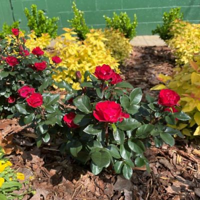 Image showing  6 qt. Potted Rose Petite Shrub
