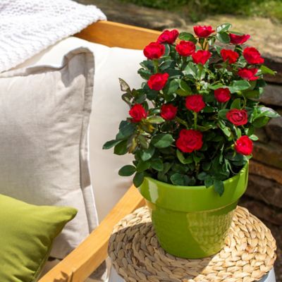 Image showing  6 qt. Potted Rose Petite Shrub