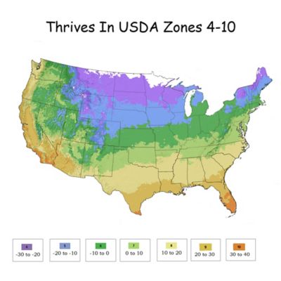 Image showing 6 th Knockout 6 qt. Potted Red Petite Rose Bush