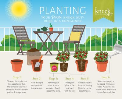 Image showing 8 th Knockout 6 qt. Potted Red Petite Rose Bush