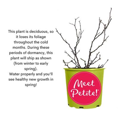 Image showing 9 th Knockout 6 qt. Potted Red Petite Rose Bush