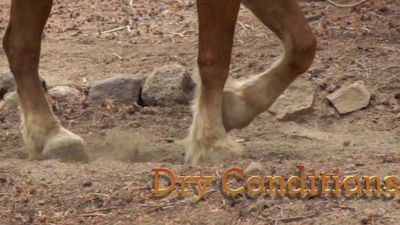 Image showing  Hooflex Concentrated Hoof Builder Supplement Pellets for Horses, 11 lb.