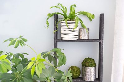 Image showing  5 ft. Rustic Farmhouse Wooden Decorative Display Blanket Ladder, Smoky Black