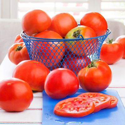 Image showing  Celebrity Tomato, 2.5 gal., Cage, Live Plant