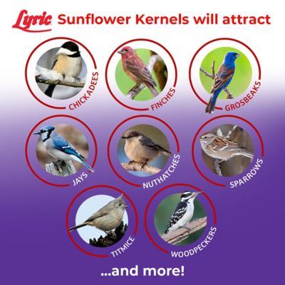 Image showing  Sunflower Kernels No Waste Bird Food, Attracts Chickadees, Finches, Cardinals and More, 25 lb.