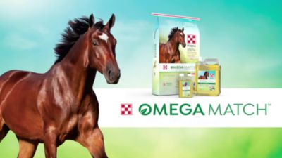 Image showing  Omega Match Ahiflower Oil Horse Supplement, 32 oz.
