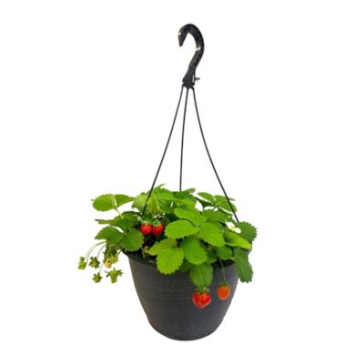 Strawberry Hanging Basket, 11 in.