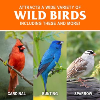 Image showing  Spicy Seed Cake Wild Bird Food, 22 oz.