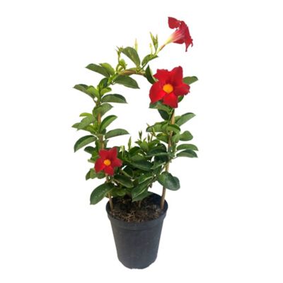 Mandevilla Vine Plant, 6 in.