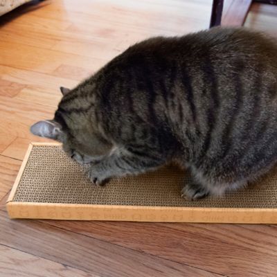Image showing 7 th FurHaven Small Corrugated Flat Cat Scratcher with Catnip - Yellow