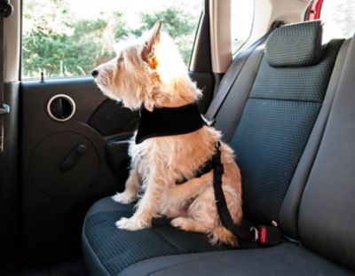 Image showing  Pet Car Seat Safety Clip, Black
