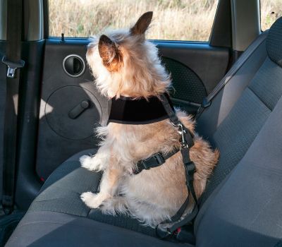 Image showing  Adjustable Pet Car Seat Clip