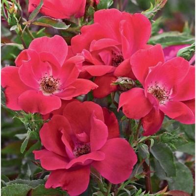 Knockout 3 gal. Potted Flowerwood Nursery Rose Plant