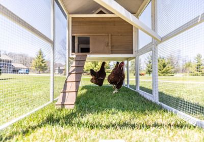 Image showing 5 th Zylina Superior Hen House, 8 Chicken Capacity
