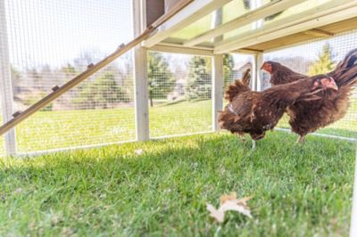 Image showing 6 th Zylina Superior Hen House, 8 Chicken Capacity