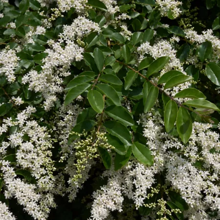 5 gallons Texanum Ligustrum plant in pot Fruit Trees & Plants