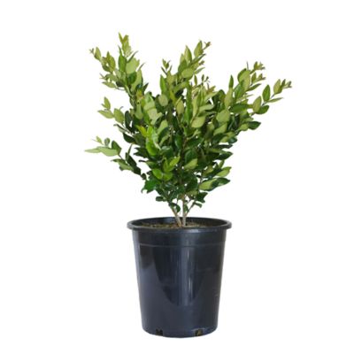 Image showing 5 gal. Potted Texanum Ligustrum Plant